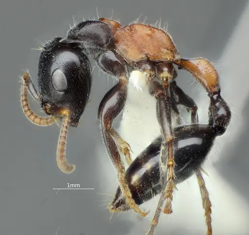 Tetraponera concava specimen ANTWEB1060540 image antweb1060540_4