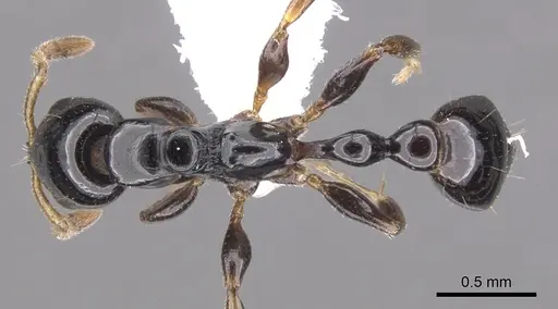 Tetraponera connectens specimen CASENT0902826 image casent0902826_1