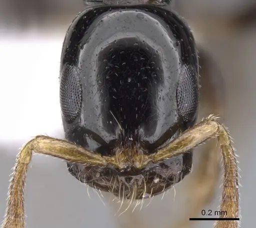 Tetraponera connectens specimen CASENT0902826 image casent0902826_2