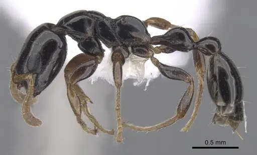 Tetraponera connectens specimen CASENT0902826 image casent0902826_3