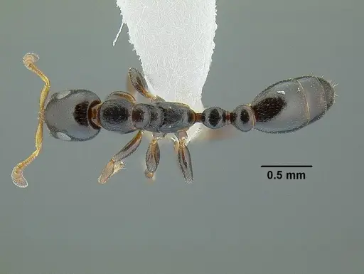 Tetraponera continua specimen CASENT0794348 image casent0794348_1