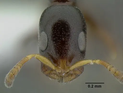 Tetraponera continua specimen CASENT0794348 image casent0794348_2