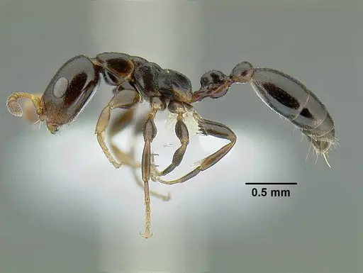 Tetraponera continua specimen CASENT0794348 image casent0794348_3