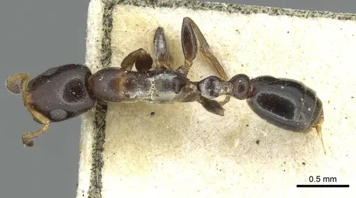 Tetraponera continua specimen CASENT0913722 image casent0913722_1