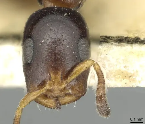 Tetraponera continua specimen CASENT0913722 image casent0913722_2