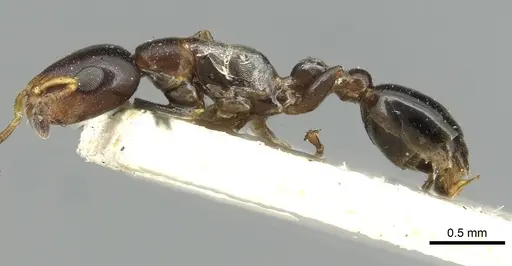 Tetraponera continua specimen CASENT0913722 image casent0913722_3