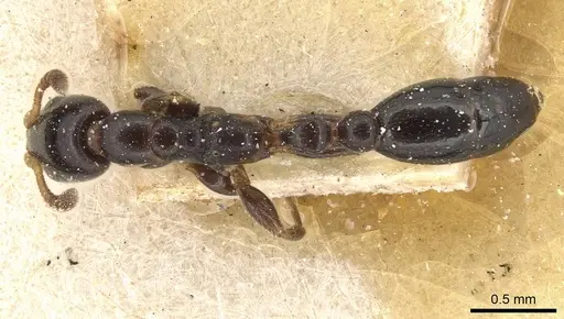Tetraponera continua specimen CASENT0915527 image casent0915527_1