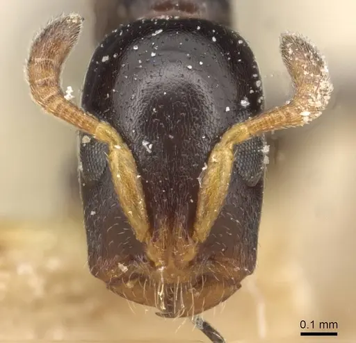 Tetraponera continua specimen CASENT0915527 image casent0915527_2