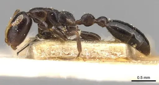 Tetraponera continua specimen CASENT0915527 image casent0915527_3