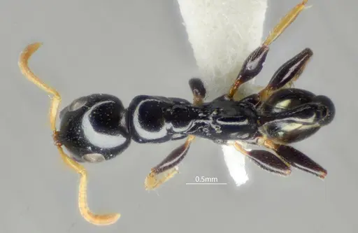 Tetraponera convexa specimen ANTWEB1060541 image antweb1060541_1