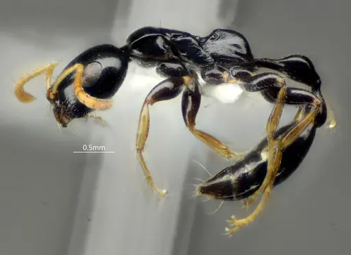 Tetraponera convexa specimen ANTWEB1060541 image antweb1060541_3