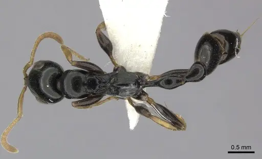 Tetraponera convexa specimen CASENT0235339 image casent0235339_1