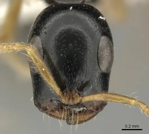 Tetraponera convexa specimen CASENT0235339 image casent0235339_2