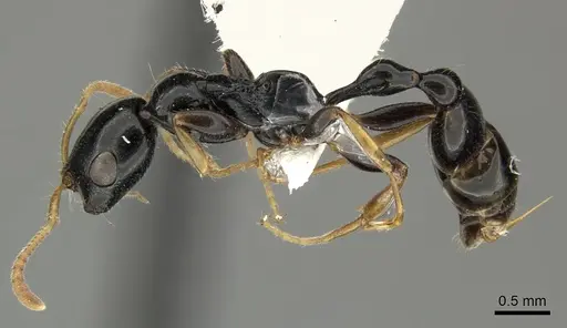 Tetraponera convexa specimen CASENT0235339 image casent0235339_3
