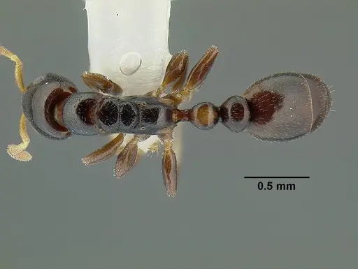 Tetraponera cortina specimen CASENT0794352 image casent0794352_1