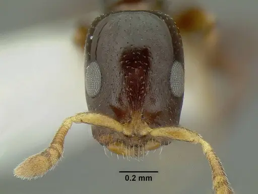 Tetraponera cortina specimen CASENT0794352 image casent0794352_2
