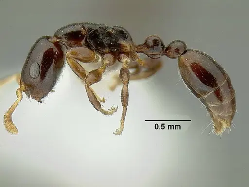 Tetraponera cortina specimen CASENT0794352 image casent0794352_3