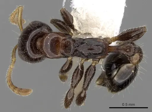 Tetraponera crassiuscula specimen CASENT0281871 image casent0281871_1