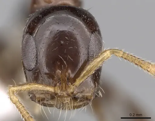 Tetraponera crassiuscula specimen CASENT0281871 image casent0281871_2