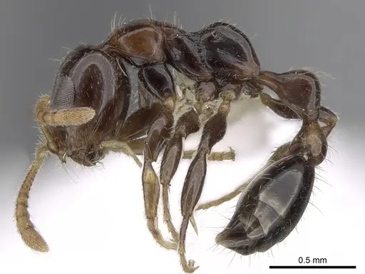 Tetraponera crassiuscula specimen CASENT0281871 image casent0281871_3