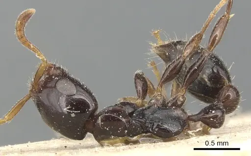 Tetraponera crassiuscula specimen CASENT0904038 image casent0904038_1