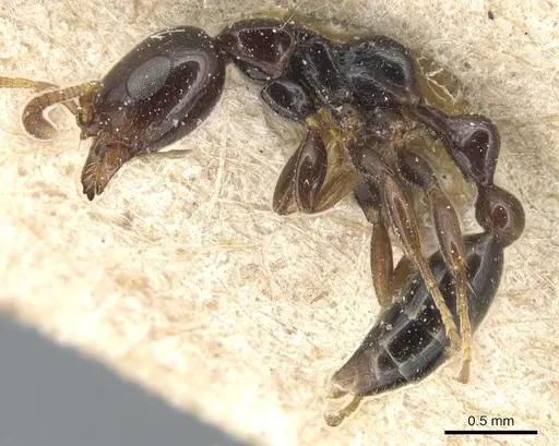 Tetraponera crassiuscula specimen CASENT0904038 image casent0904038_3