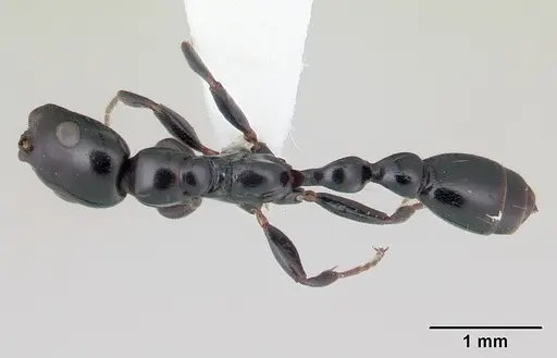 Tetraponera diana specimen CASENT0012850 image casent0012850_1