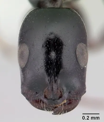 Tetraponera diana specimen CASENT0012850 image casent0012850_2