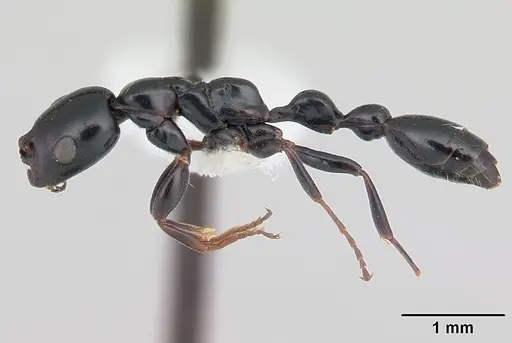 Tetraponera diana specimen CASENT0012850 image casent0012850_3
