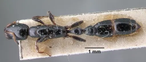 Tetraponera diana specimen CASENT0101394 image casent0101394_1
