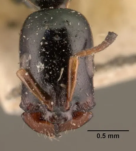 Tetraponera diana specimen CASENT0101394 image casent0101394_2