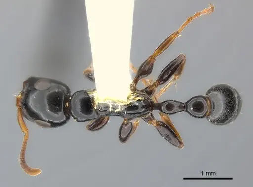 Tetraponera difficilis specimen CASENT0217589 image casent0217589_1