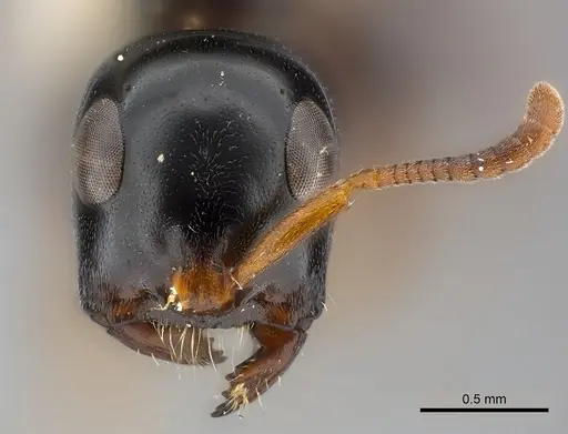 Tetraponera difficilis specimen CASENT0217589 image casent0217589_2