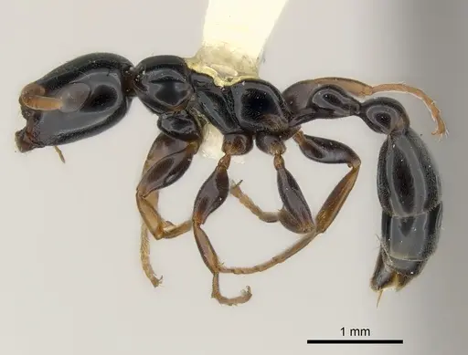 Tetraponera difficilis specimen CASENT0217589 image casent0217589_3