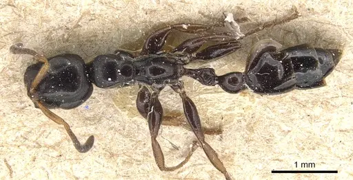 Tetraponera difficilis specimen CASENT0904040 image casent0904040_1
