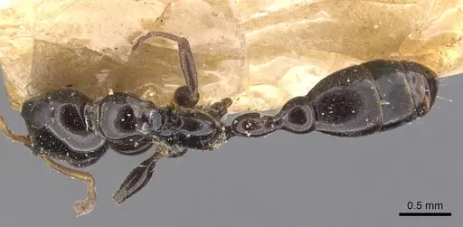 Tetraponera difficilis specimen CASENT0907466 image casent0907466_1