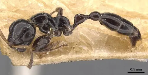 Tetraponera difficilis specimen CASENT0907466 image casent0907466_3