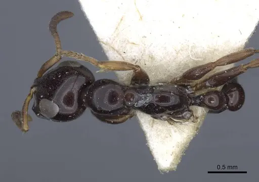 Tetraponera difficilis specimen CASENT0916871 image casent0916871_1