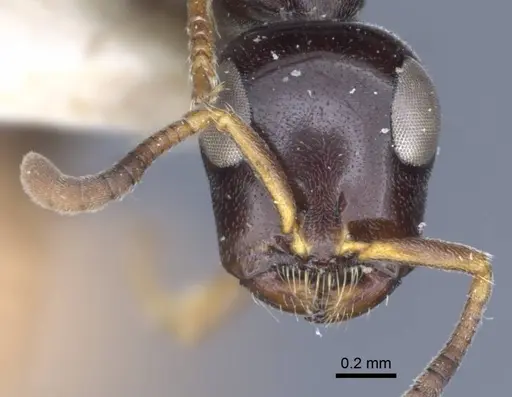 Tetraponera difficilis specimen CASENT0916871 image casent0916871_2
