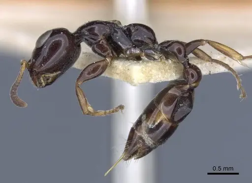 Tetraponera difficilis specimen CASENT0916871 image casent0916871_3