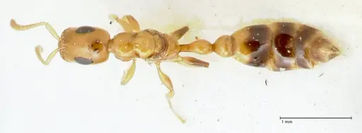 Tetraponera difficilis specimen FOCOL1176 image focol1176_1