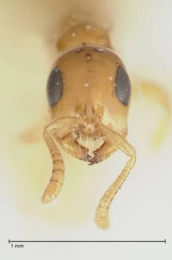 Tetraponera difficilis specimen FOCOL1176 image focol1176_2