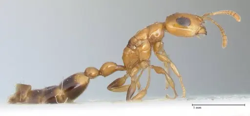 Tetraponera difficilis specimen FOCOL1176 image focol1176_4
