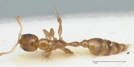 Tetraponera difficilis specimen FOCOL1177 image focol1177_1