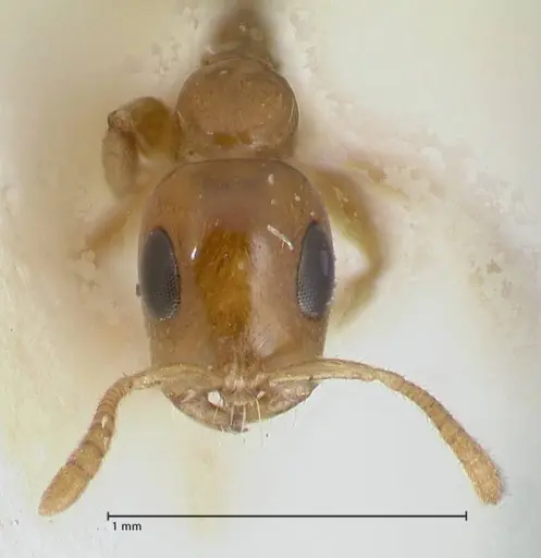 Tetraponera difficilis specimen FOCOL1177 image focol1177_2