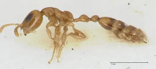 Tetraponera difficilis specimen FOCOL1177 image focol1177_3
