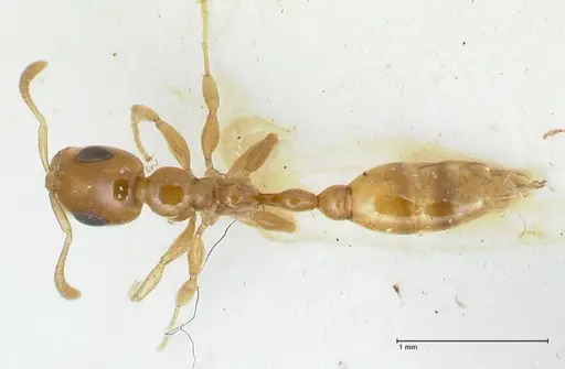 Tetraponera difficilis specimen FOCOL1178 image focol1178_1