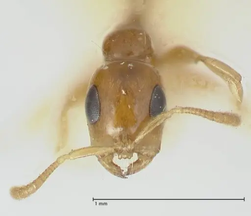 Tetraponera difficilis specimen FOCOL1178 image focol1178_2