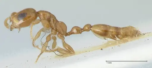 Tetraponera difficilis specimen FOCOL1178 image focol1178_3