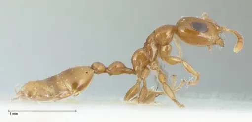 Tetraponera difficilis specimen FOCOL1178 image focol1178_4